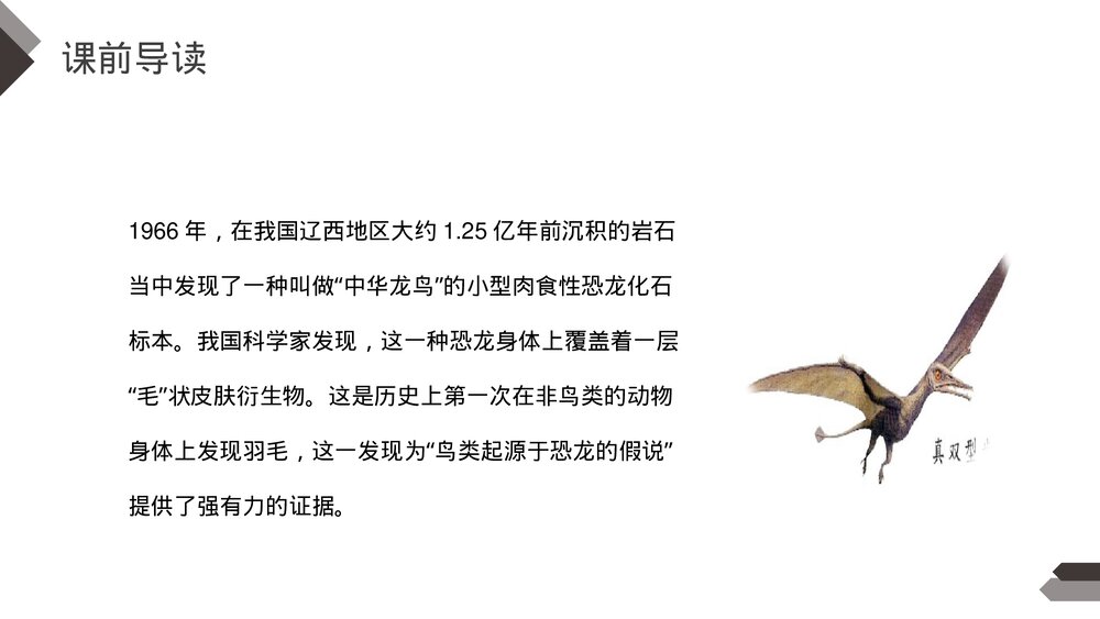 人教版《飞向蓝天的恐龙》四年级语文下册PPT精品课件4