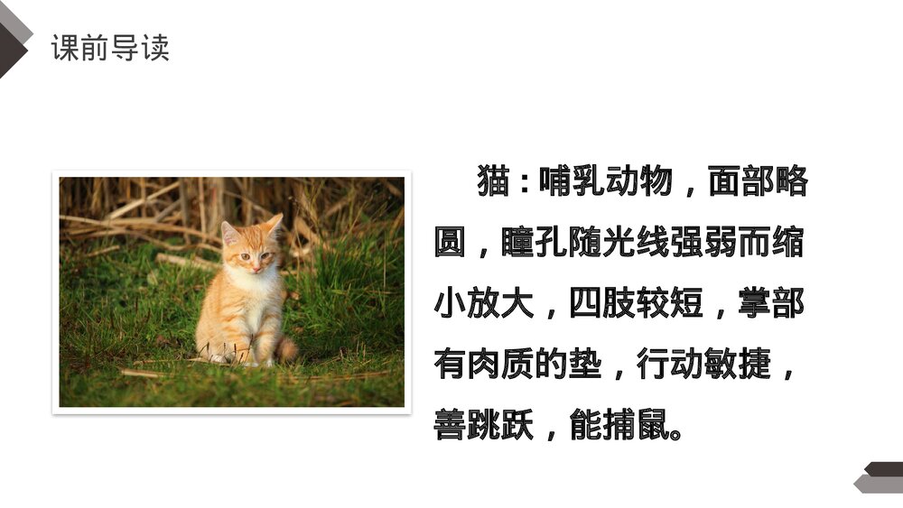 人教版《猫》四年级语文下册PPT精品课件5