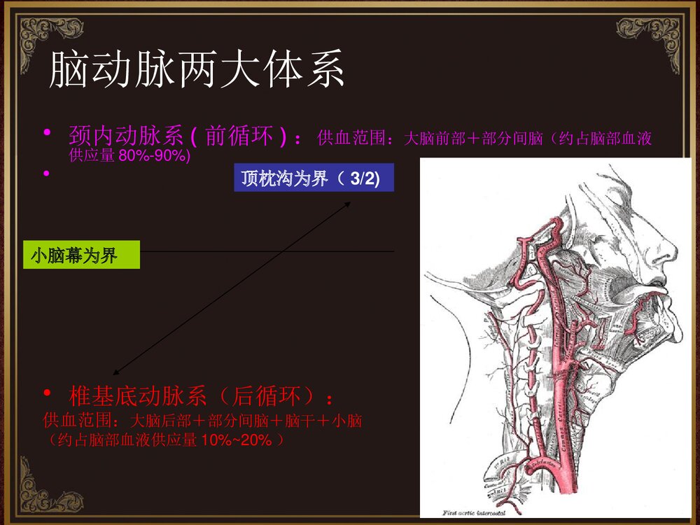 脑血管解剖及脑梗塞定位诊断PPT课件4
