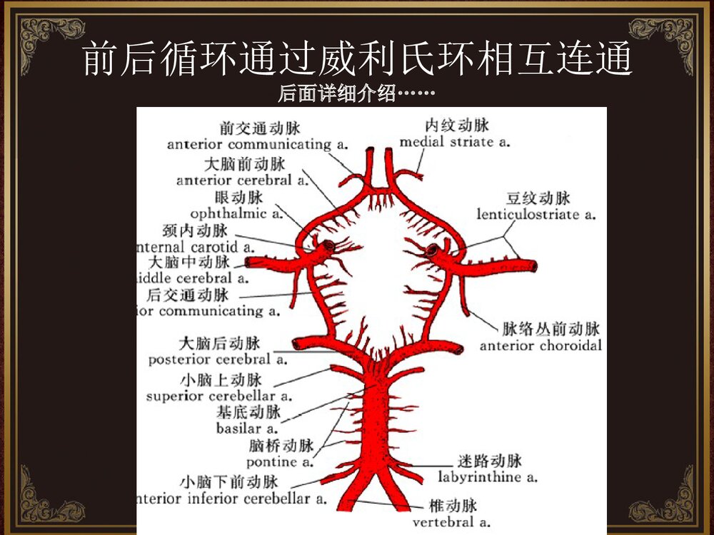 脑血管解剖及脑梗塞定位诊断PPT课件5