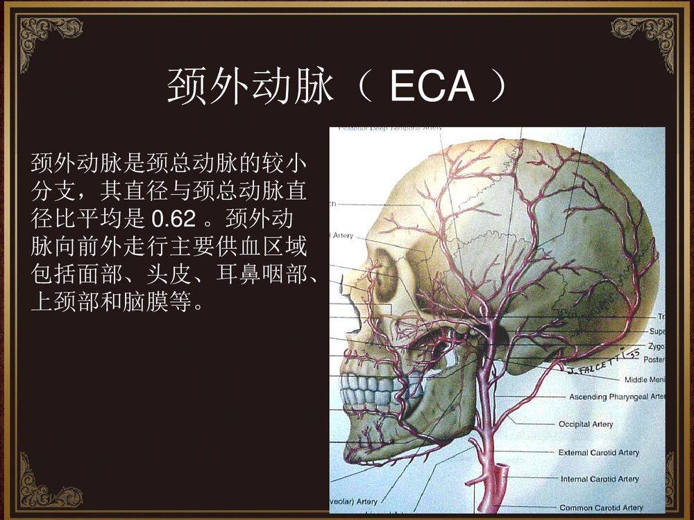 脑血管解剖及脑梗塞定位诊断PPT课件10