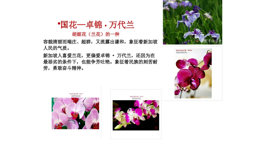 新加坡的文化PPT课件(共32页·内容文字·可编辑修改)10