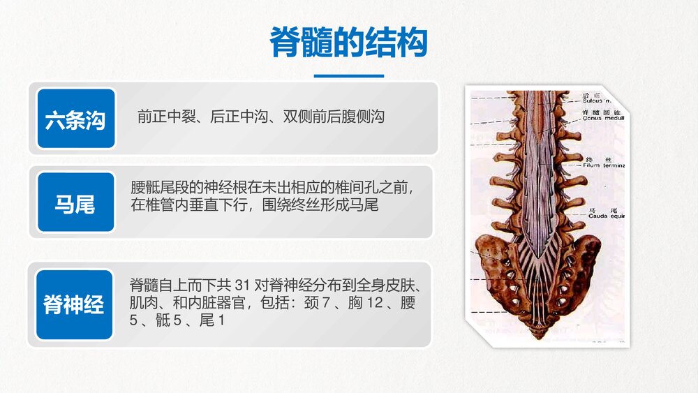 脊髓损伤的护理查房知识培训PPT(共43页·内容文字可编辑修改)10