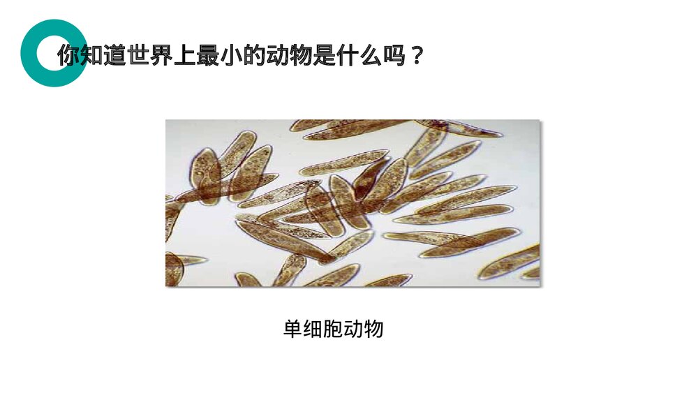 人教版七年级生物上册·初一《单细胞生物》PPT课件2