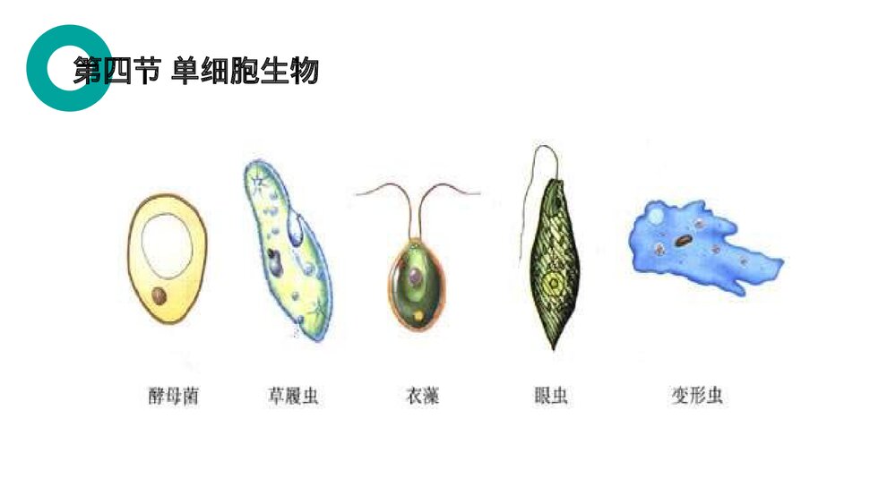 人教版七年级生物上册·初一《单细胞生物》PPT课件3