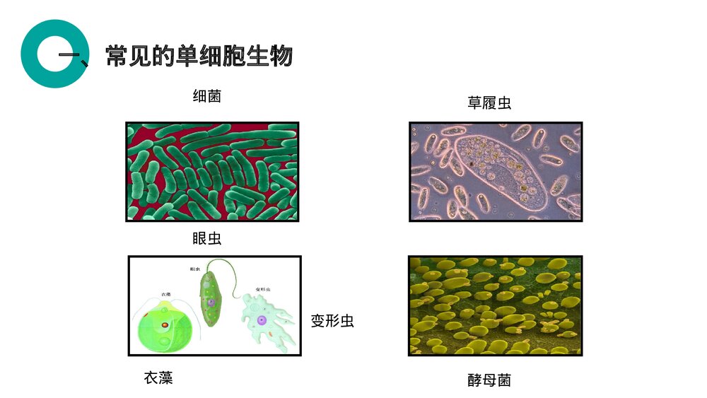 人教版七年级生物上册·初一《单细胞生物》PPT课件4