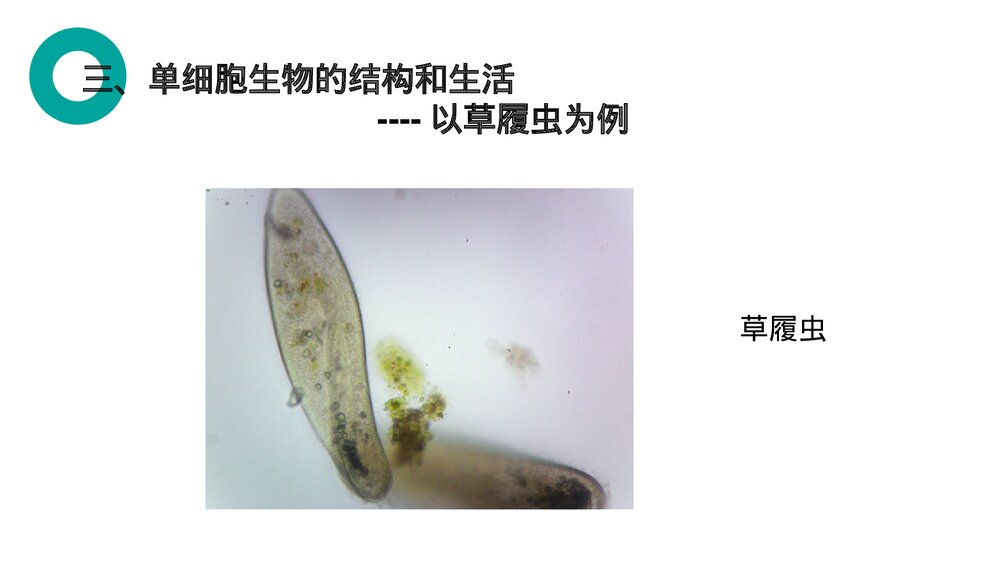 人教版七年级生物上册·初一《单细胞生物》PPT课件6