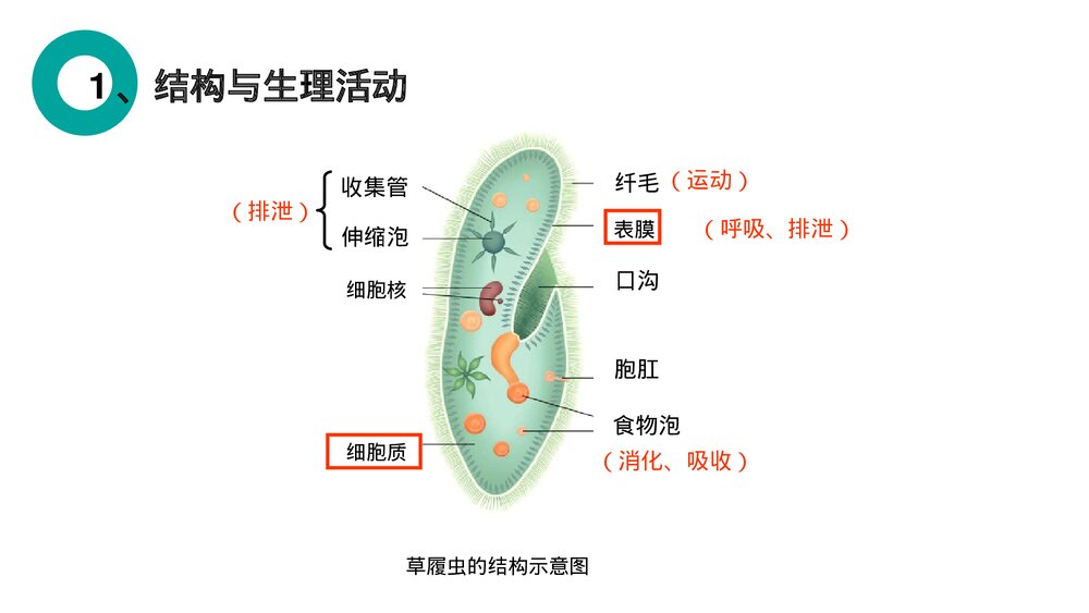 人教版七年级生物上册·初一《单细胞生物》PPT课件8