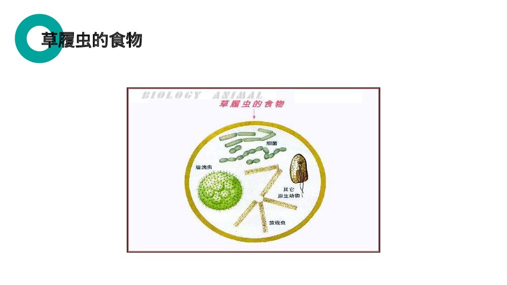人教版七年级生物上册·初一《单细胞生物》PPT课件9