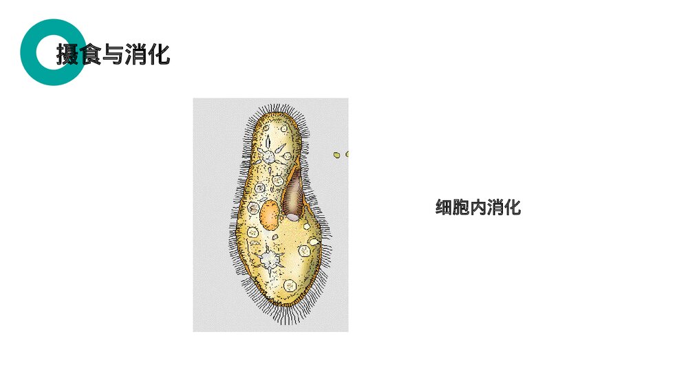 人教版七年级生物上册·初一《单细胞生物》PPT课件10