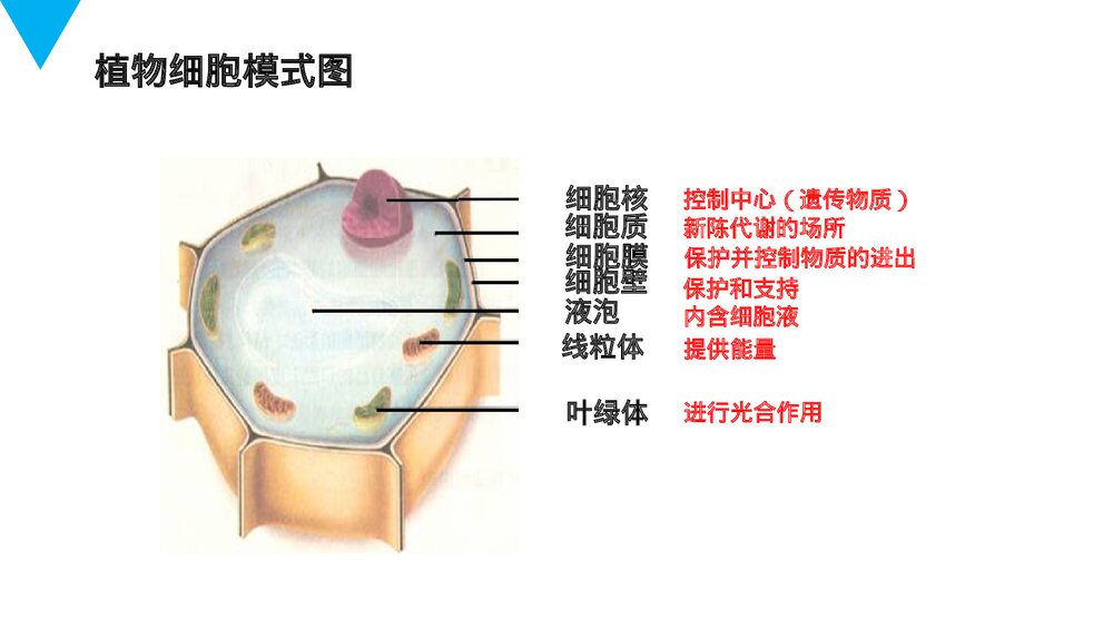 人教版七年级生物上册·初一《动物细胞》PPT课件2