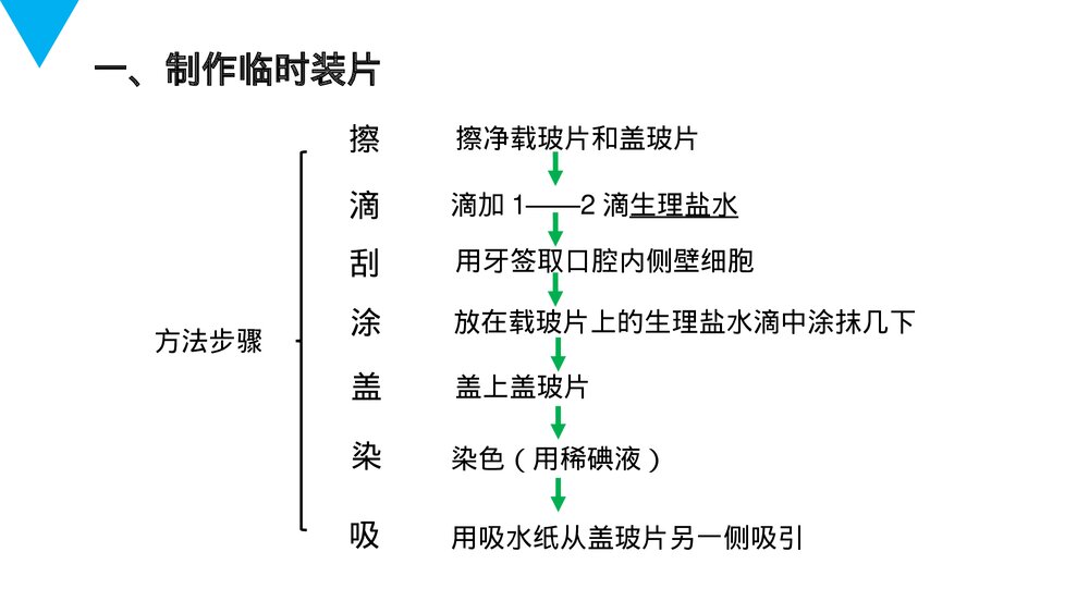人教版七年级生物上册·初一《动物细胞》PPT课件4
