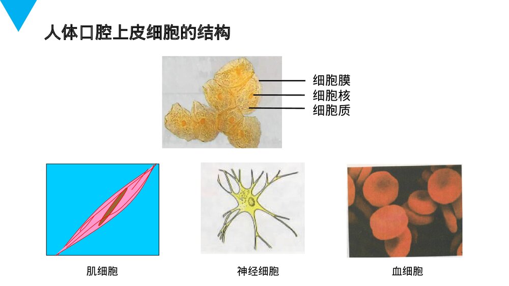 人教版七年级生物上册·初一《动物细胞》PPT课件8