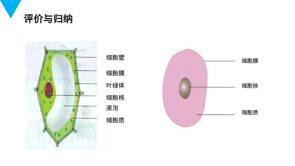 人教版七年级生物上册·初一《动物细胞》PPT课件9