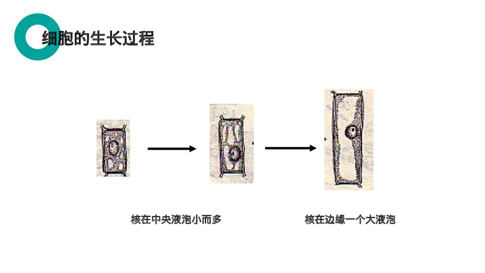 人教版七年级生物上册·初一《细胞通过分裂产生新细胞》PPT课件3