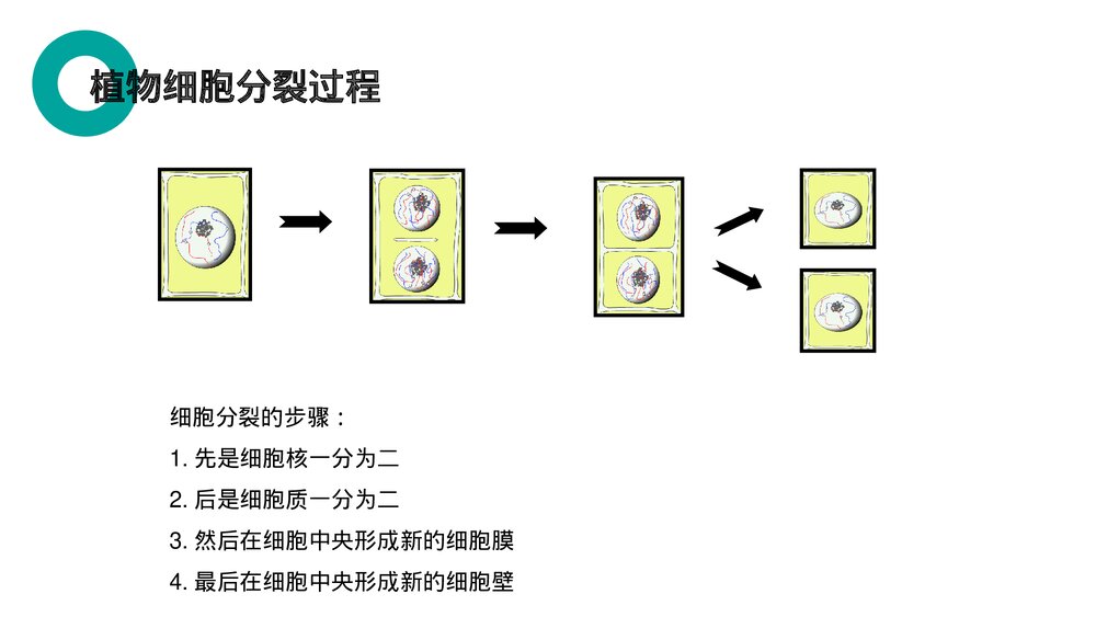 人教版七年级生物上册·初一《细胞通过分裂产生新细胞》PPT课件7