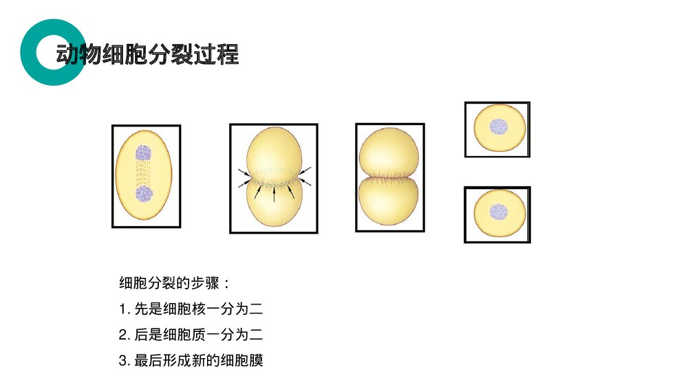人教版七年级生物上册·初一《细胞通过分裂产生新细胞》PPT课件8