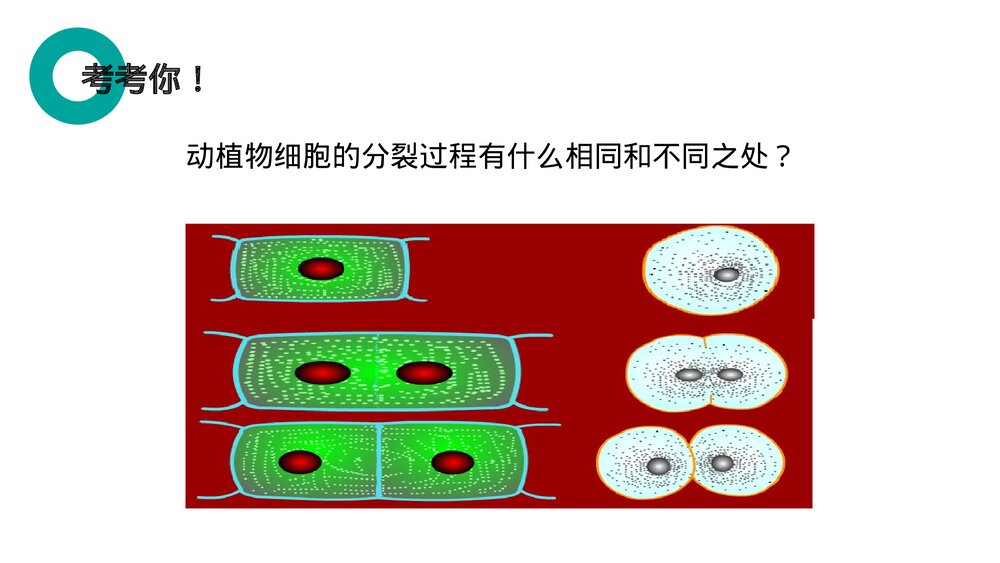 人教版七年级生物上册·初一《细胞通过分裂产生新细胞》PPT课件9