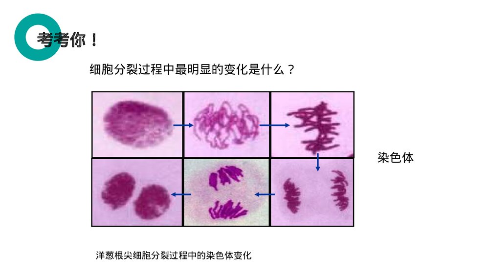 人教版七年级生物上册·初一《细胞通过分裂产生新细胞》PPT课件10