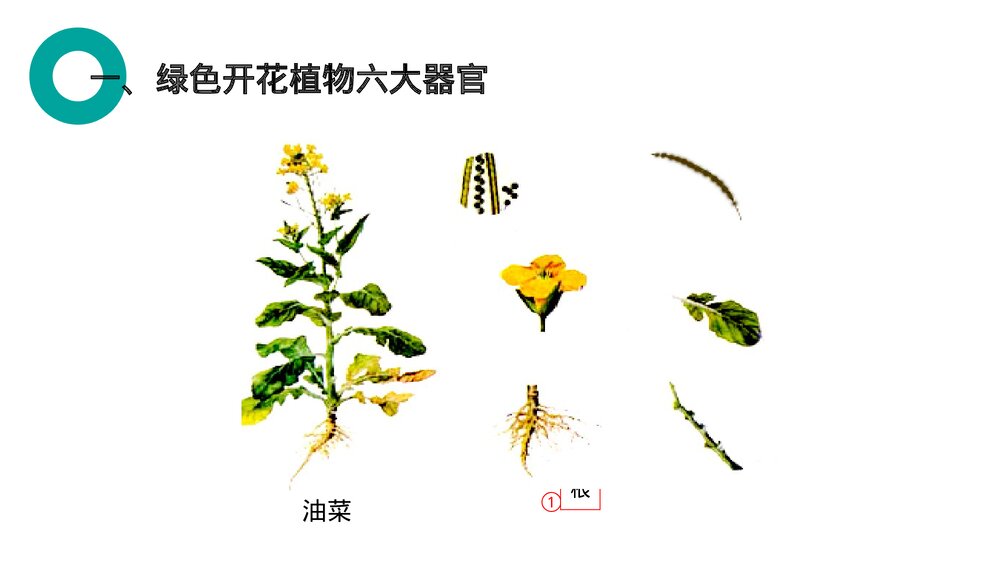人教版七年级生物上册·初一《植物体的结构层次》PPT课件2