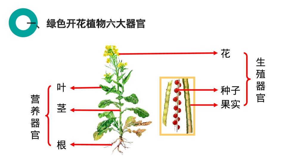 人教版七年级生物上册·初一《植物体的结构层次》PPT课件3