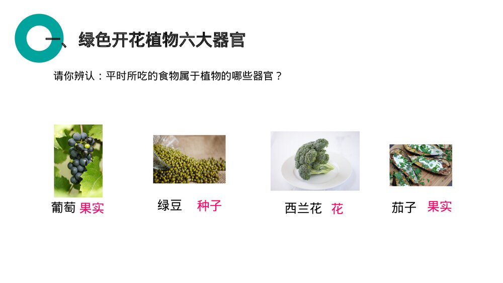 人教版七年级生物上册·初一《植物体的结构层次》PPT课件4