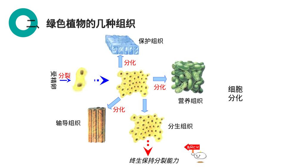 人教版七年级生物上册·初一《植物体的结构层次》PPT课件6