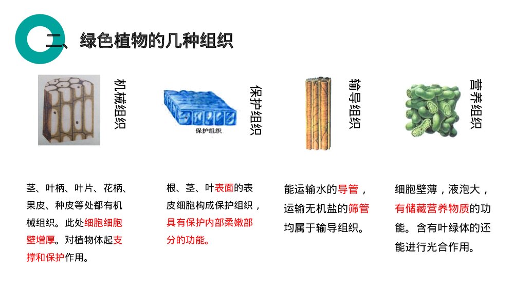 人教版七年级生物上册·初一《植物体的结构层次》PPT课件8