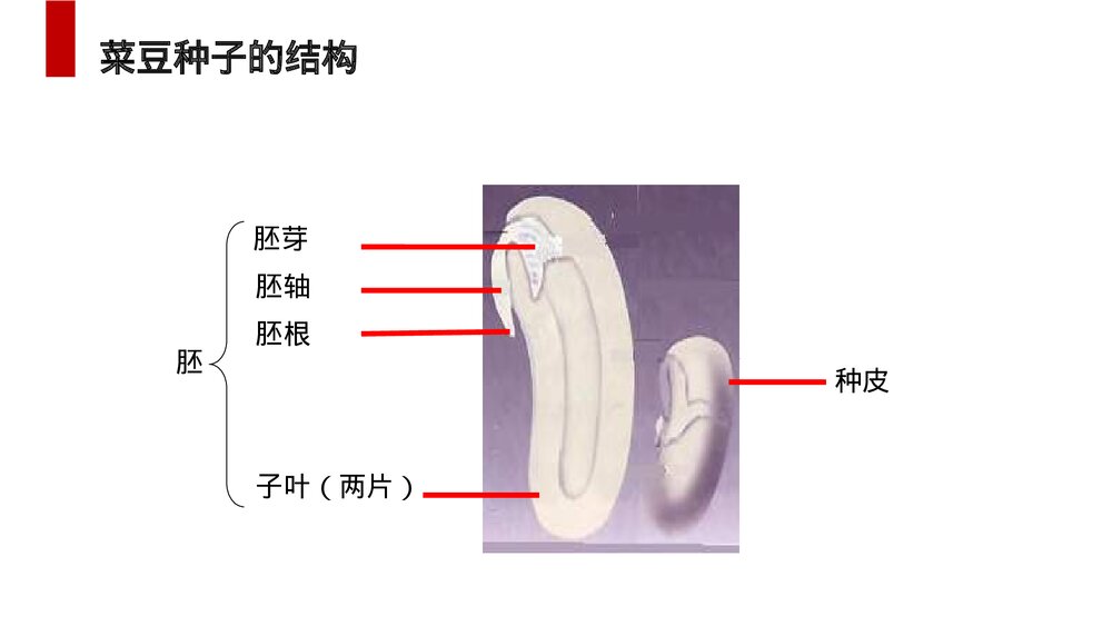 人教版七年级生物上册·初一《种子植物》PPT课件4
