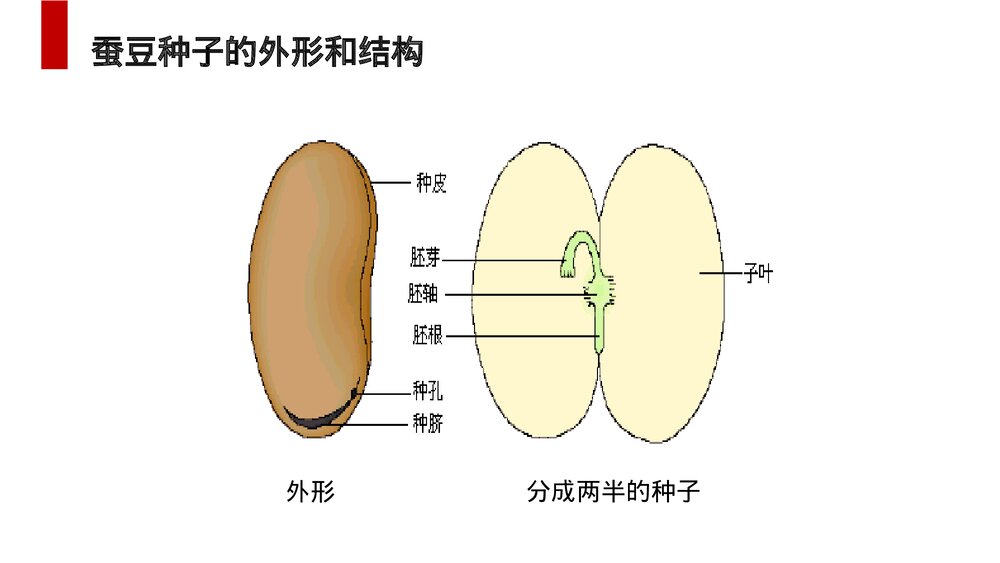 人教版七年级生物上册·初一《种子植物》PPT课件5
