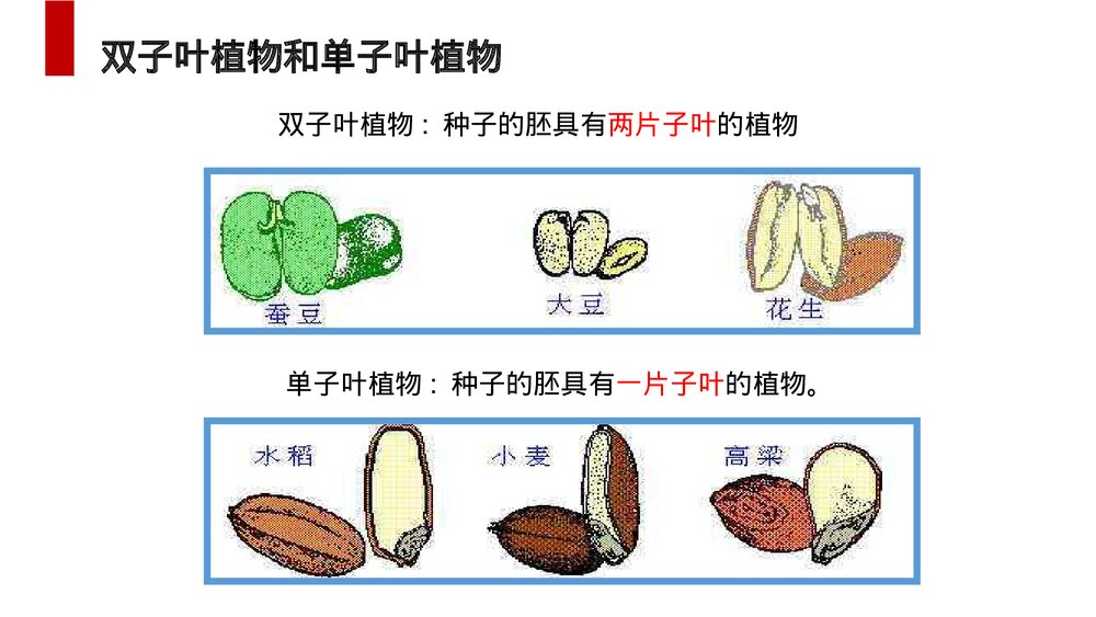 人教版七年级生物上册·初一《种子植物》PPT课件10