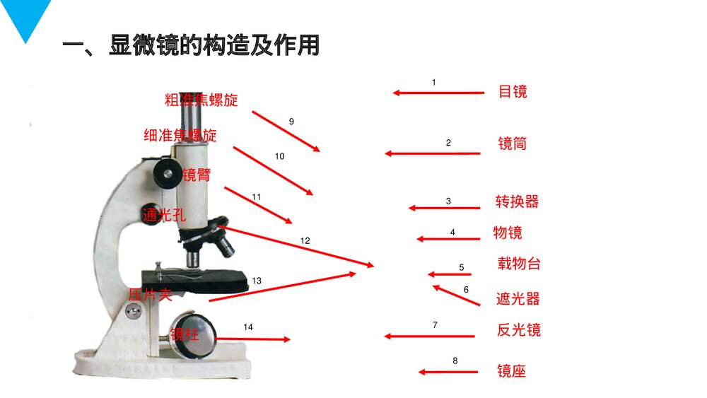 人教版七年级生物上册·初一《练习使用显微镜》PPT课件2