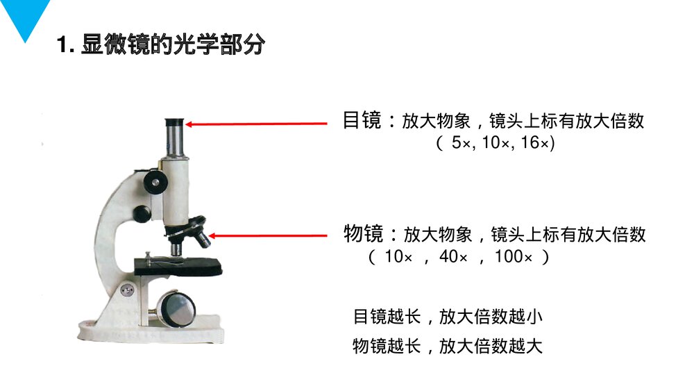人教版七年级生物上册·初一《练习使用显微镜》PPT课件3