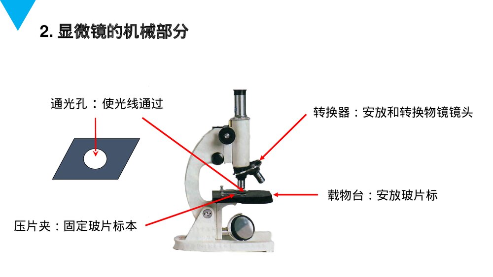 人教版七年级生物上册·初一《练习使用显微镜》PPT课件5