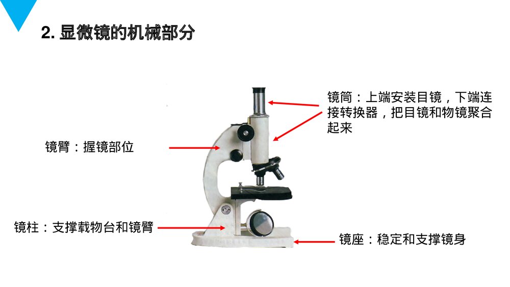 人教版七年级生物上册·初一《练习使用显微镜》PPT课件6