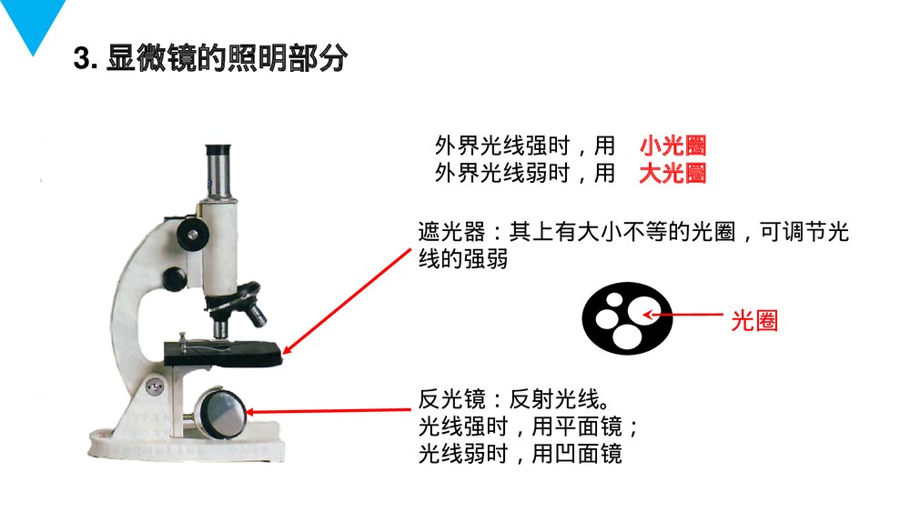 人教版七年级生物上册·初一《练习使用显微镜》PPT课件7
