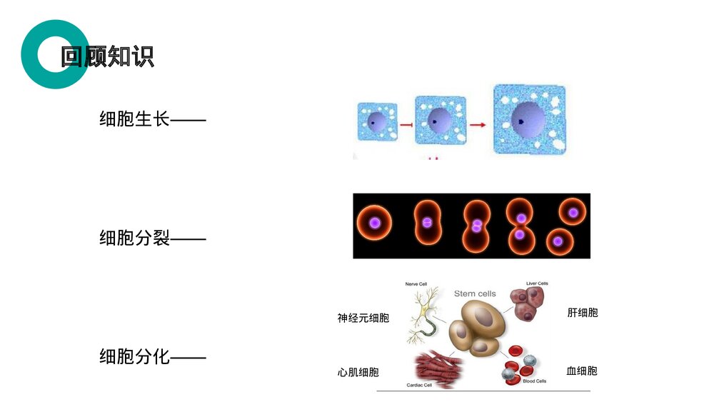 人教版七年级生物上册·初一《动物体的结构层次》PPT课件2