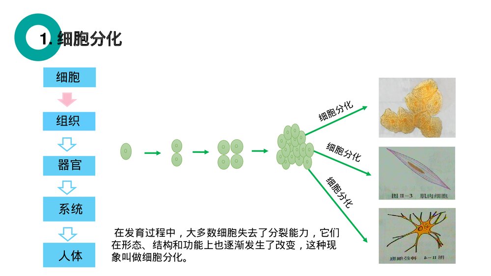 人教版七年级生物上册·初一《动物体的结构层次》PPT课件4
