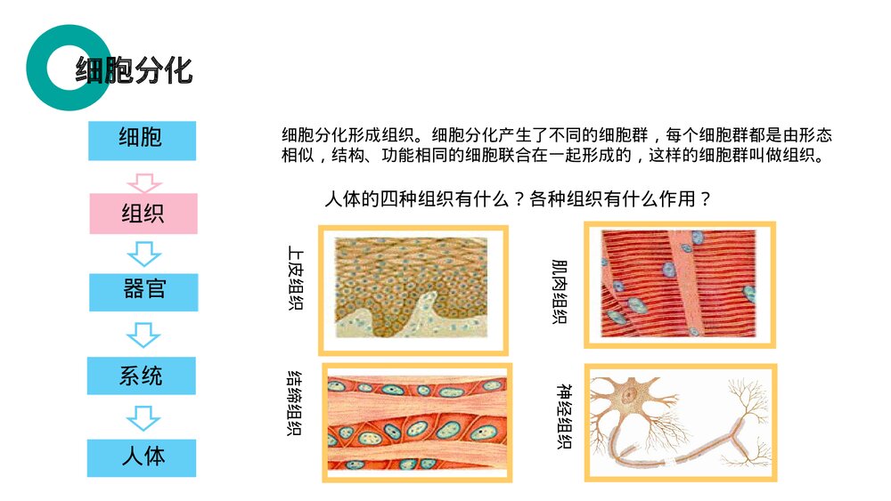 人教版七年级生物上册·初一《动物体的结构层次》PPT课件5