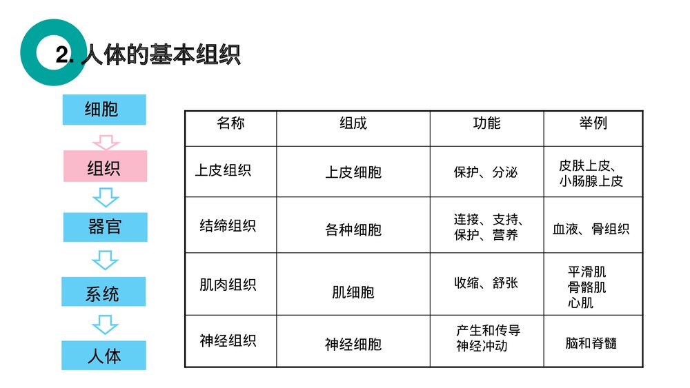 人教版七年级生物上册·初一《动物体的结构层次》PPT课件6