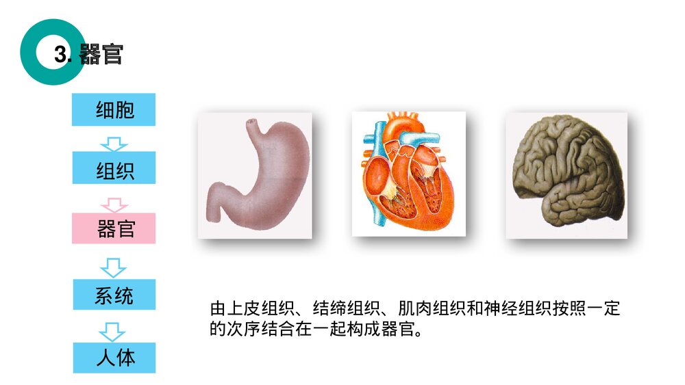 人教版七年级生物上册·初一《动物体的结构层次》PPT课件7