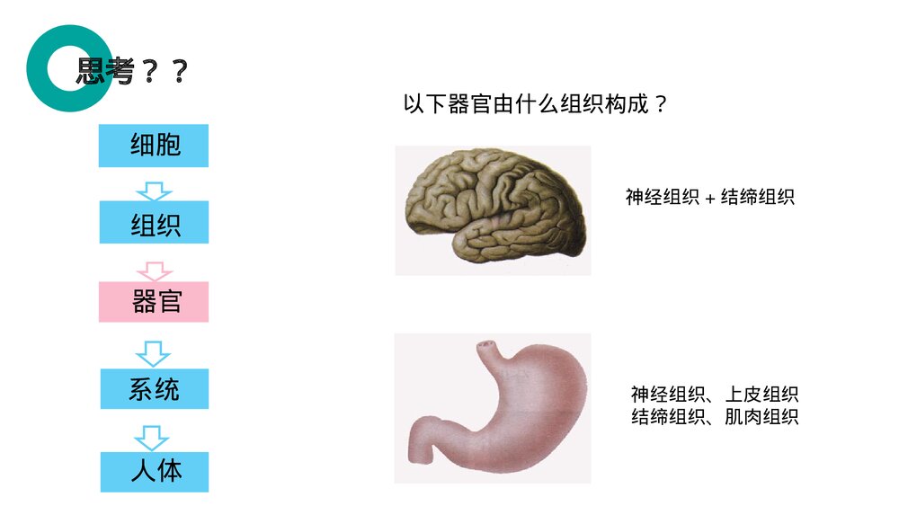 人教版七年级生物上册·初一《动物体的结构层次》PPT课件8