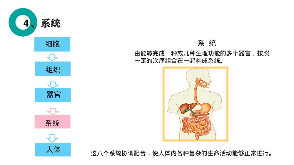 人教版七年级生物上册·初一《动物体的结构层次》PPT课件10