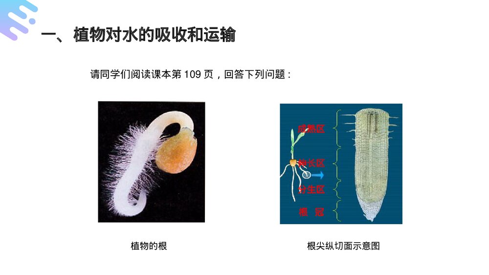 人教版七年级生物上册·初一《绿色植物与生物圈的水循环》PPT课件4