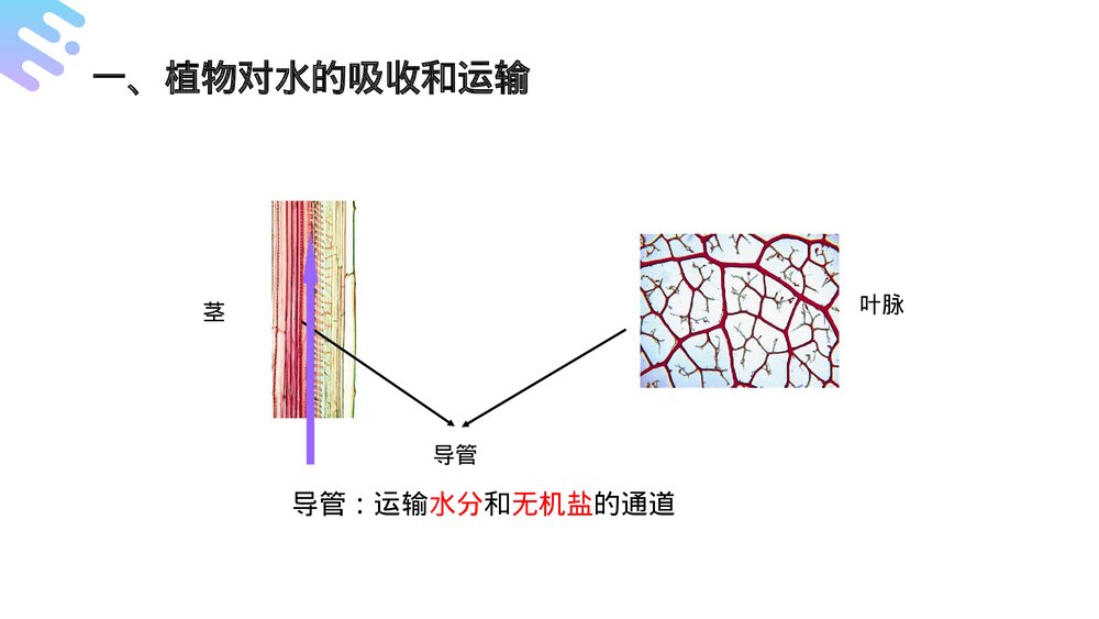 人教版七年级生物上册·初一《绿色植物与生物圈的水循环》PPT课件9