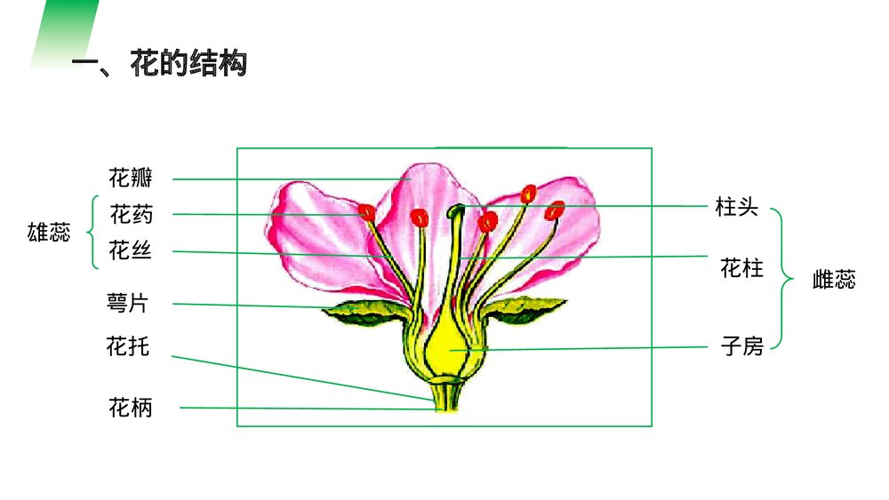 人教版七年级生物上册·初一《开花和结果》PPT课件2