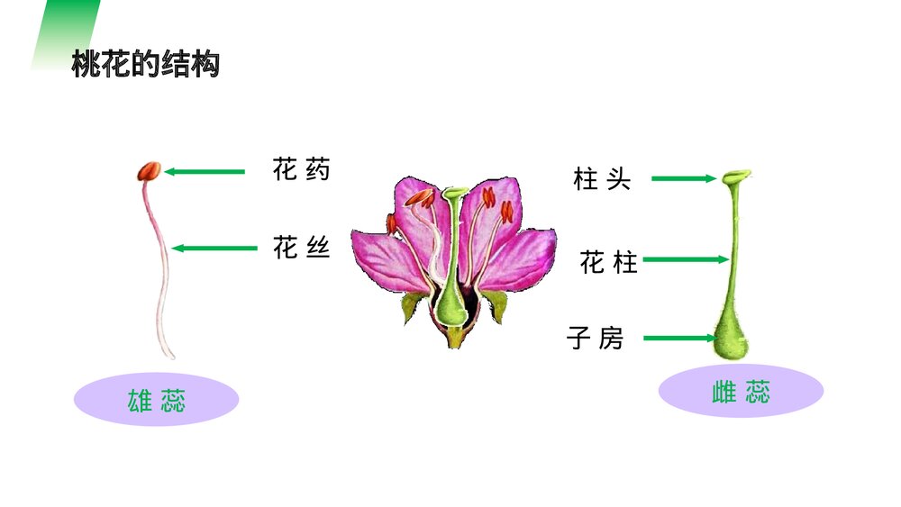 人教版七年级生物上册·初一《开花和结果》PPT课件3