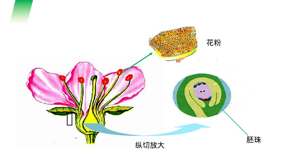 人教版七年级生物上册·初一《开花和结果》PPT课件4