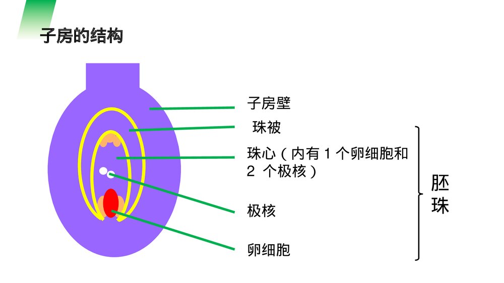 人教版七年级生物上册·初一《开花和结果》PPT课件5