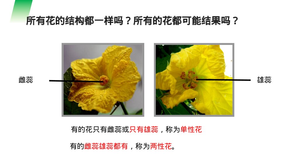 人教版七年级生物上册·初一《开花和结果》PPT课件6